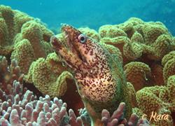 Dive Centre Sifah - Muscat, Oman - Middle East.